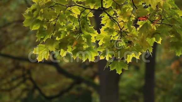 树上的秋叶视频的预览图