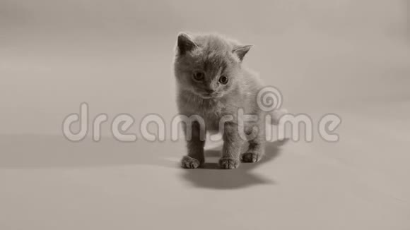 英国的蓝色小猫喵喵叫视频的预览图