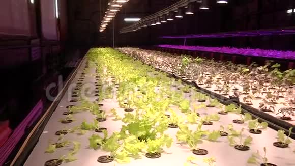 在特殊灯具下用水培植物生长视频的预览图
