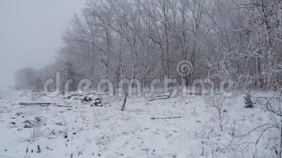 冬天白雪覆盖的森林树木视频的预览图