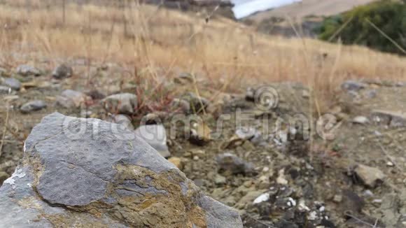 古生物文摘化石挖掘与提取视频的预览图