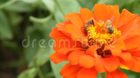 一只橘黄色的蜜蜂视频的预览图
