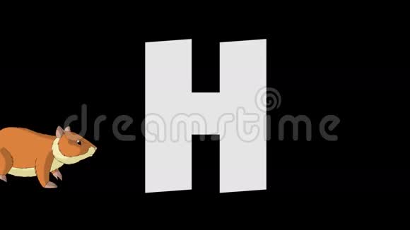 字母H和仓鼠背景视频的预览图
