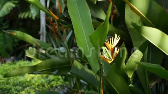 橙色和黄色螺旋Strelitzia天堂鸟宏观特写绿叶背景热带乐园视频的预览图