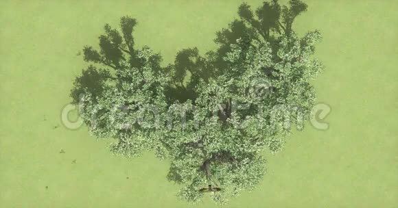 俯瞰鹰和鸟从天空飞过树农村的场景视频的预览图