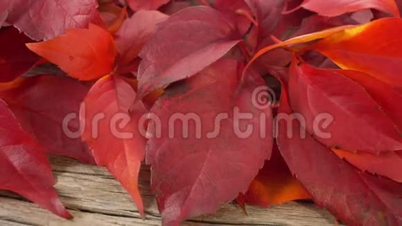 秋季概念旧木背景上的红叶复制空间视频的预览图