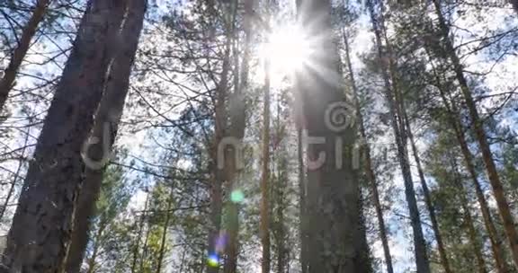 阳光透过树叶滑块射击视频的预览图