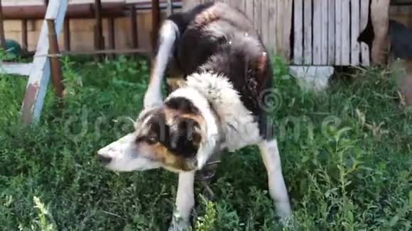 疲惫的老狗正靠在院子里的铁链上视频的预览图