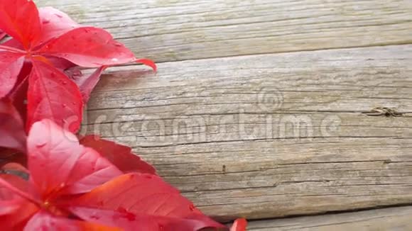 秋季概念旧木背景上的红叶复制空间视频的预览图