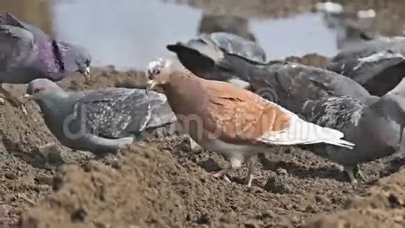 一群鸽子坐在棕色的鸽子地上鸟粒啄食视频的预览图