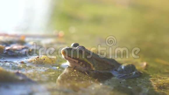 沼泽池塘里的绿蛙生活方式拉娜埃斯库塔青蛙在水中的大自然野生动物概念视频的预览图