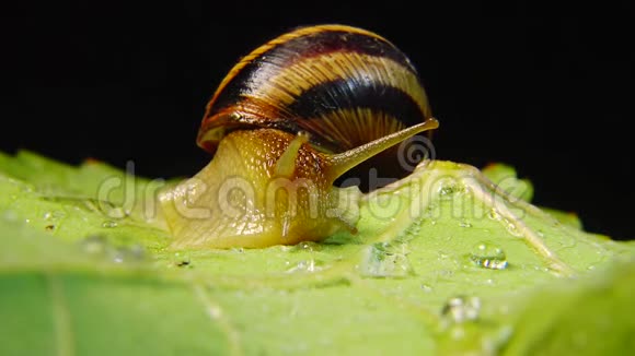 螺旋波马提亚俗称罗马蜗牛勃艮第螺食用蜗牛或蜗牛慢慢地在叶子上蠕动福纳视频的预览图