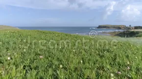 穿过花丛进入海洋4k视频的预览图