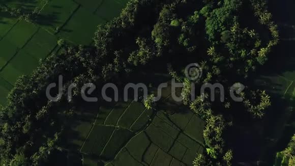 从顶部可以看到美丽的水稻梯田在阳光明媚的日子里和Drone一起射击视频的预览图