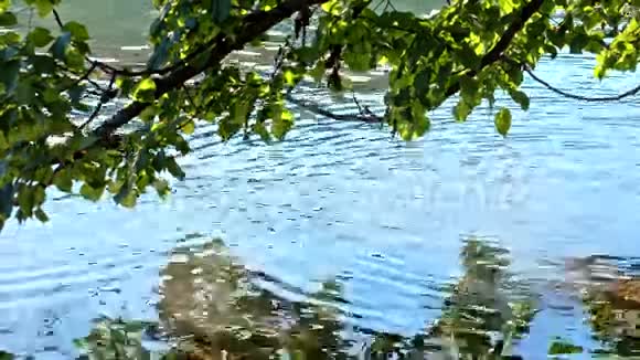 克罗地亚普利特维兹湖上的鸭子视频的预览图