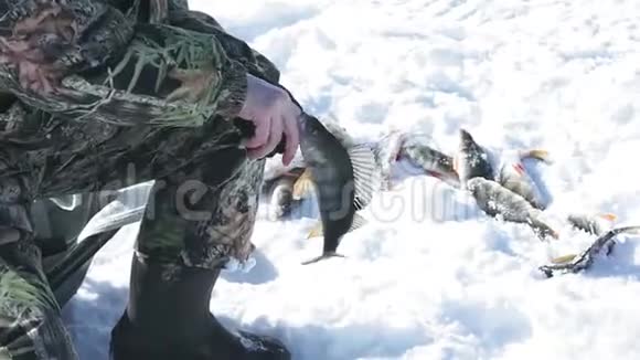 钓鱼冬季鲈鱼冬季运动冬季爱好视频的预览图