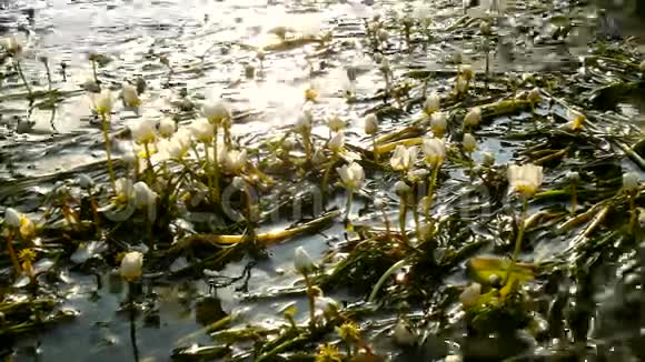 近景溪流盛开着巨大的水花清澈的水流随着盛开的植物摆动夏日阳光明媚视频的预览图