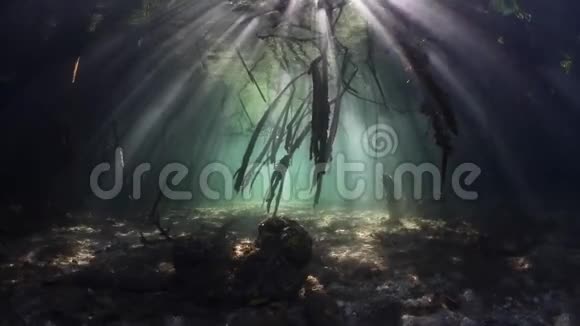 蓝水红树林的光影视频的预览图