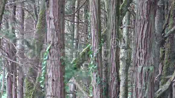 树木森林视频的预览图