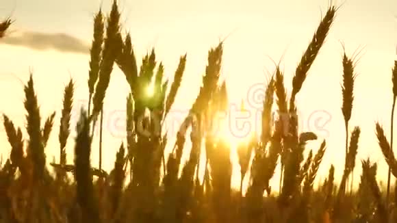 在蓝天的映衬下成熟的小麦小麦穗粒摇风谷物收获成熟视频的预览图