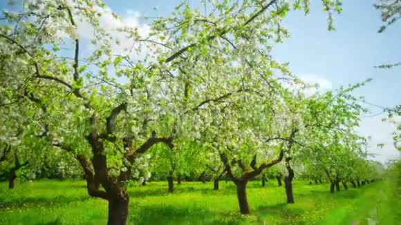 苹果花开果园全景时光流逝视频的预览图