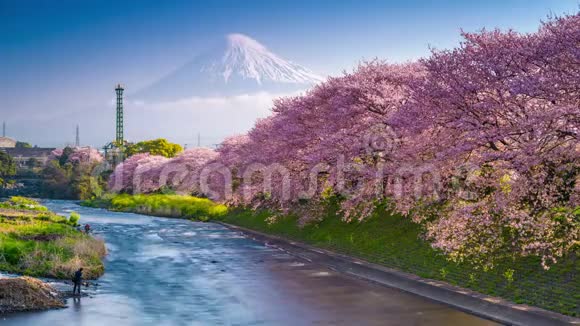 春天的富士山视频的预览图