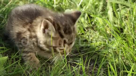 草地上的小猫视频的预览图