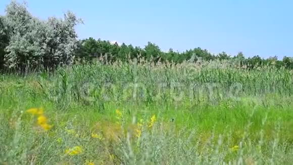 乌克兰野生草原夏日视频的预览图