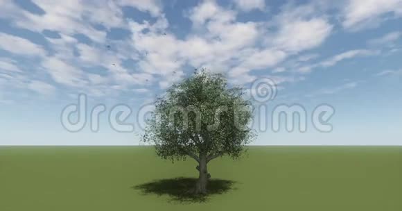 鸟儿飞过草原一棵孤独的树在风中摇曳视频的预览图