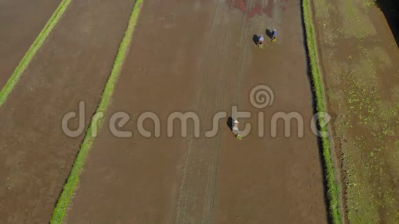 一群农民在大田上种水稻的航拍镜头前往巴厘岛视频的预览图