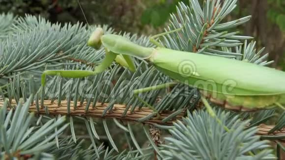 欧洲螳螂正在等待它的猎物一朵花特写乌克兰视频的预览图