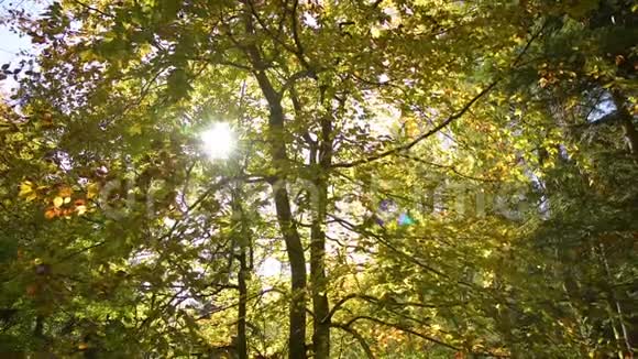 森林阳光下的秋天视频的预览图