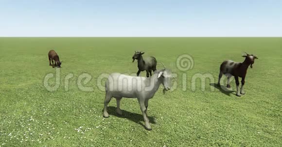 四只羊或羚羊在草原上吃草牲畜动物视频的预览图