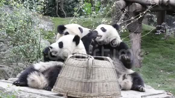 中国成都熊猫基地的熊猫幼崽黑帮视频的预览图
