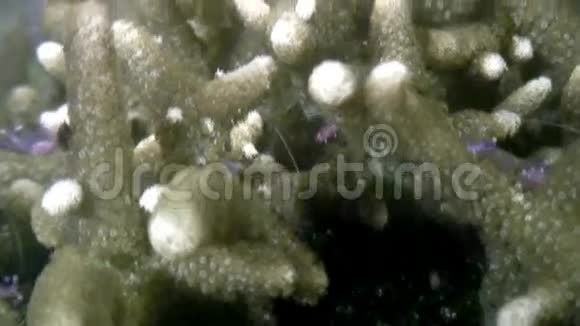 菲律宾野生动物海洋水下虾海视频的预览图