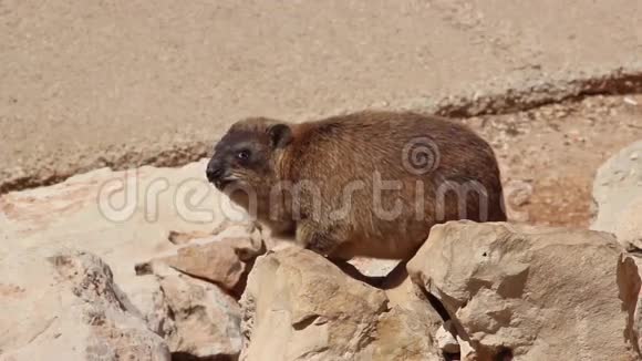 山兔坐在岩石之间的罗什哈尼克拉视频的预览图