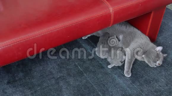 猫在地毯上玩小猫视频的预览图