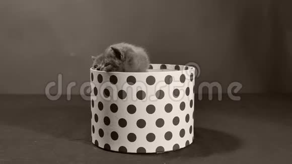 一只英国小猫在盒子里玩视频的预览图