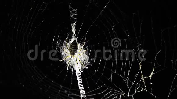 一只大蜘蛛晚上坐在网上一只蜘蛛猎捕昆虫喝他们的血视频的预览图