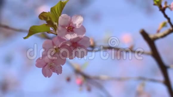 东京公园的樱花视频的预览图