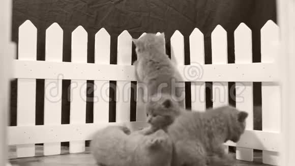 在一个小院子里玩耍的英国小猫视频的预览图