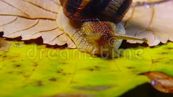 螺旋波马提亚俗称罗马蜗牛勃艮第螺食用蜗牛或蜗牛慢慢地在叶子上蠕动福纳视频的预览图