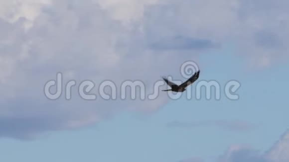 鹰在天空中缓慢移动视频的预览图