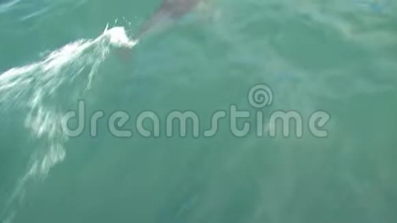 新西兰凯古拉附近海域的多斯基海豚视频的预览图