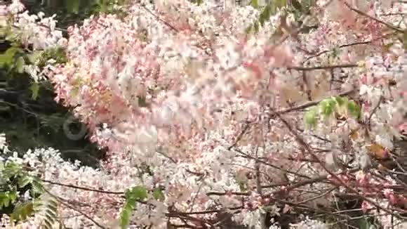 坎拉帕普鲁克开花树让它早点离开当鲜花盛开的时候视频的预览图