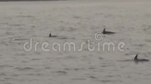 新西兰凯古拉附近海域的多斯基海豚视频的预览图