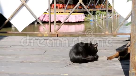 黑猫休息和舔躺在木墩上的芭堤雅浮动市场泰国视频的预览图