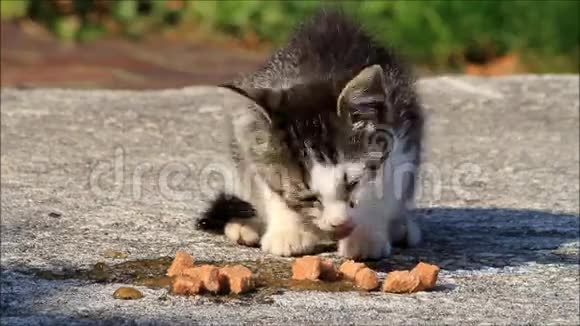 小猫吃猫粮视频的预览图