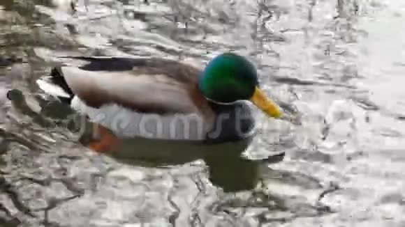 鸭子在靠近4k的湖上游泳视频的预览图