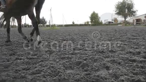 马脚在沙滩上行走在农场的鬃毛处双腿紧贴在潮湿泥泞的地面上下文视频的预览图